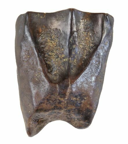 Triceratops Shed Tooth - Montana #60634